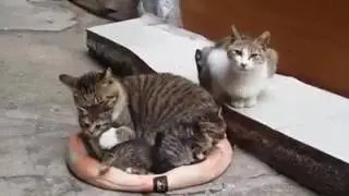 덩치아재의 소심한 복수! 힘들다옹!...