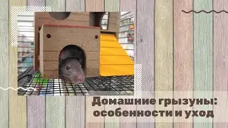 Домашние грызуны: особенности, характер, уход