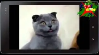 Вислоухий котэ