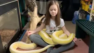 Snake yoga with Reticulated Python