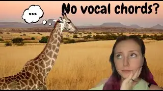 What Animals Have No Vocal Chords?