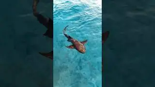The Exumas Bahamas #bahamas #exumas