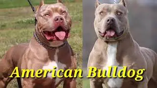 Dog Breed Top 20