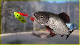 Belaya River Grayling  | Russian Fishing 4 rf4 spot 