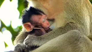 Very Hungry Baby Monkey After Happy Play | Relaxing With Mom