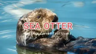 Sea Otter | Playful Guardians of the Ocean