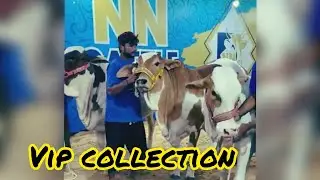 live NN CATTLE FARM BHT ZABARDAST COLLEGE #cow #farm