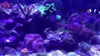 25 Gallon Lagoon Reef with Mitras LX7 LED