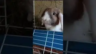 Крольчатки-лапулятки #жизньвдеревне #вислоухийбаран