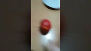 Это моя морская свинка