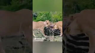 Buffalo watching: 'I’m just thankful it’s the zebra, not me!'  #trending  #youtubeshorts #viralvideo