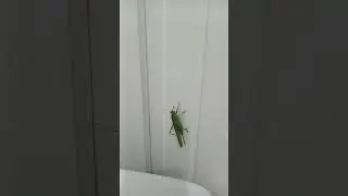 кузнечик на Алтае В мире животных