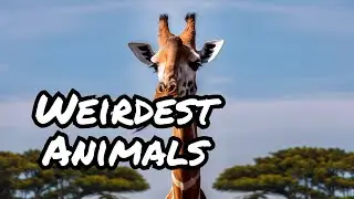 The Weirdest Things About Giraffes