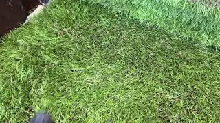 Vacuum cleaner vs rabbit poop in artificial grass :)