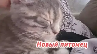 Подобрали кошечку/Съездили в лес/Годовщина свадьбы.