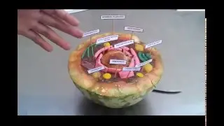 Строение клетки (КЛАСС)