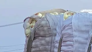 Iban regando la cebolla