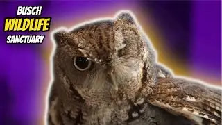 Busch Wildlife Sanctuary