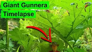Giant Gunnera Plant Timelapse - 3 Months of Growth