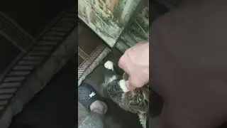 #залетит #cat #подпишись #catlover #мята #кошачьямята #кот #котики #другой