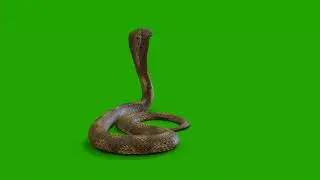 samp green screen