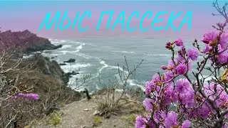 Один из лучших мысов г.Находка. Мыс Пассека.  Цветение рододендрона