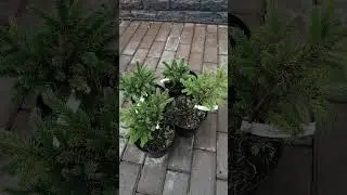 Ель обыкновенная Пумилиа Нигра.