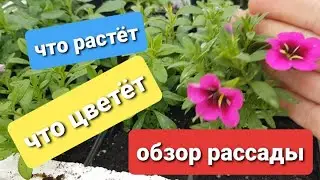 Обзор рассады /Черенки из Виолы/Как перезимовали черенки гортензий/Гейхеры/Хризантемы