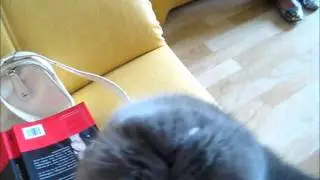 Blauwe poes