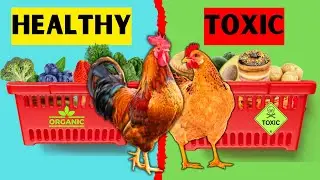 TOP 5 ORGANIC HOMEGROWN TREATS & SUPPLEMENTS TO GIVE TO CHICKENS AND THOSE TO AVOID COMPLETELY