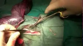 Pregnant Cat Spay