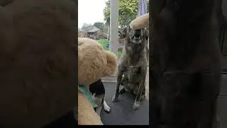 2 dogs hugging their teddies