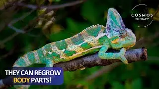 How Lizards Survive | Surprising Facts You Need to Know! | Reptiles, Wildlife