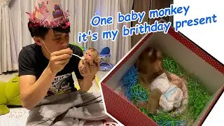1 baby monkey so cute, it's my brithday present