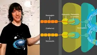 Desmosomas: Proteínas y funciones