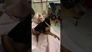 Русский той терьер и сфинкс