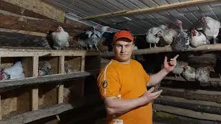 Почему они такие??? Сколько утки нанесли?!!!