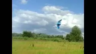 Безумный воздушный змей ))