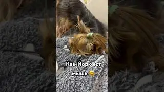 Охота Йорка на мышей 😳😁