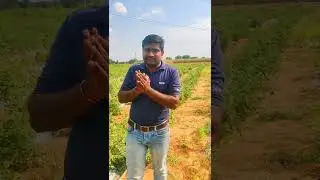 Leaf curl disease of tomato symptoms and control||leaf curl of tomato || Tomato farming||diseses