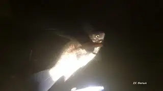 Карасиный край