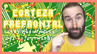 La CORTEZA PREFRONTAL | 🧠 El Atlas del Cerebro