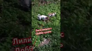 Добби гуляет с Лили. #галиналубинская #джекрассел #собаки #кошки