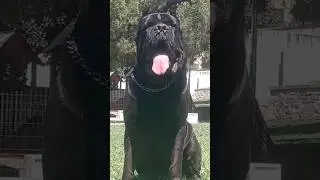 The Best Friendship ' ... / CANE CORSO #shorts #canecorso