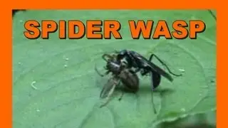 🐝 Japanese Spider Wasp - Real Japan Monsters 日本のスパイダーワスプ - 日本のモンスター