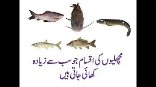 machli ki iqsam by taleem hi taleem