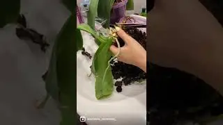 Пересадка орхидеи