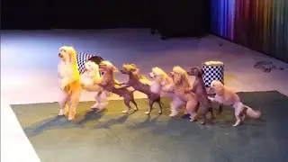 Köpek Show Selge Beach Animasyon Ekibi