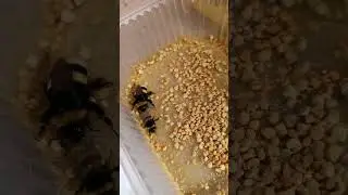 Маргарет, что мы едим?