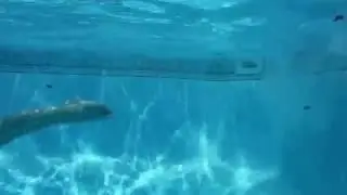 Kara's Flip Turn